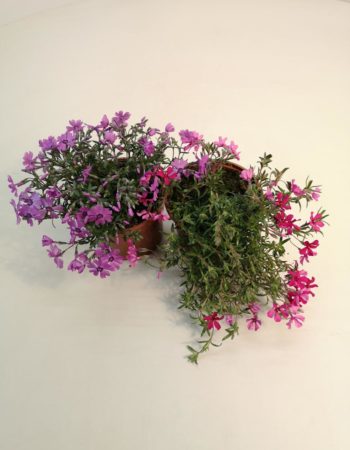 Bunter Blumenstrauß